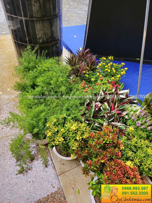 Cây hoa cảnh trang trí khai giảng cho trường học