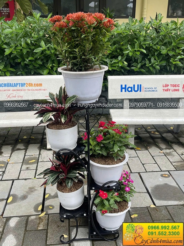 Cây hoa cảnh trang trí khai giảng cho trường học