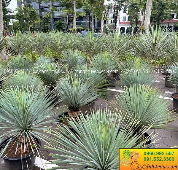 Cây Yucca rostrata