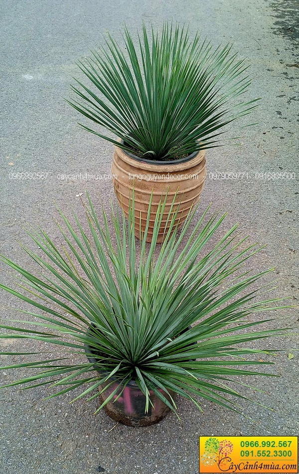 Cây Yucca rostrata