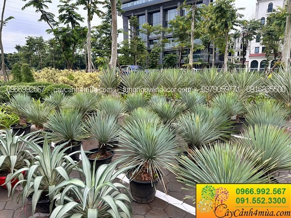 Cây Yucca rostrata