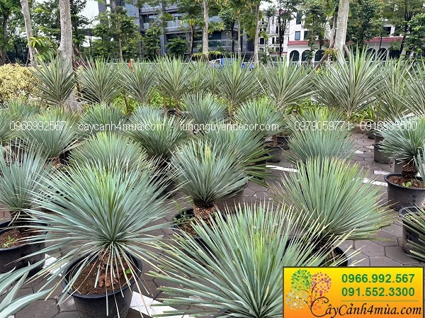 Cây Yucca rostrata