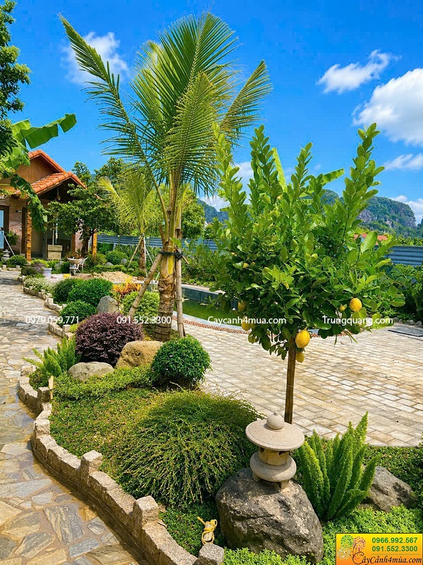 Cây tán tròn trồng sân vườn đẹp đơn giản và giá rẻ