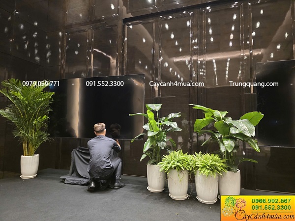 Cho thuê cây cảnh sự kiện tại khách sạn