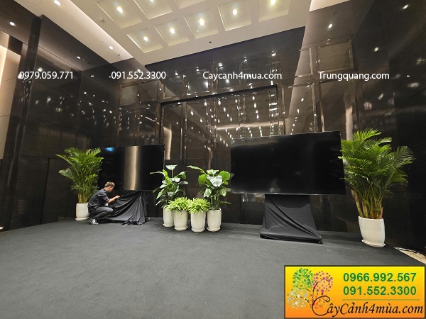 Cho thuê cây cảnh sự kiện tại khách sạn