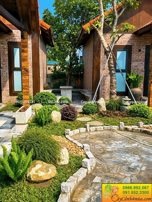 Cây tán tròn trồng sân vườn đẹp đơn giản và giá rẻ