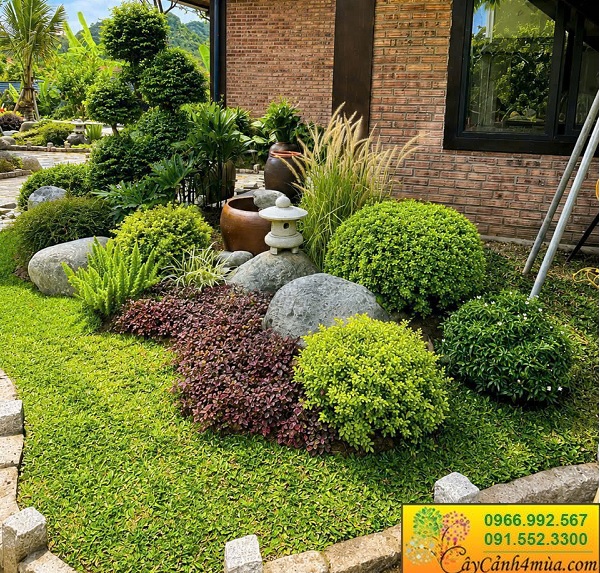 Cây tán tròn trồng sân vườn đẹp đơn giản và giá rẻ