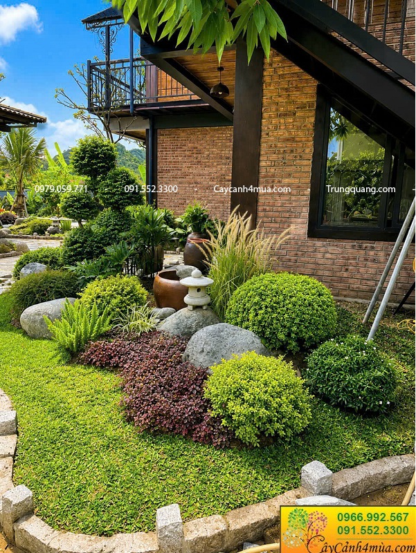 Cây tán tròn trồng sân vườn đẹp đơn giản và giá rẻ