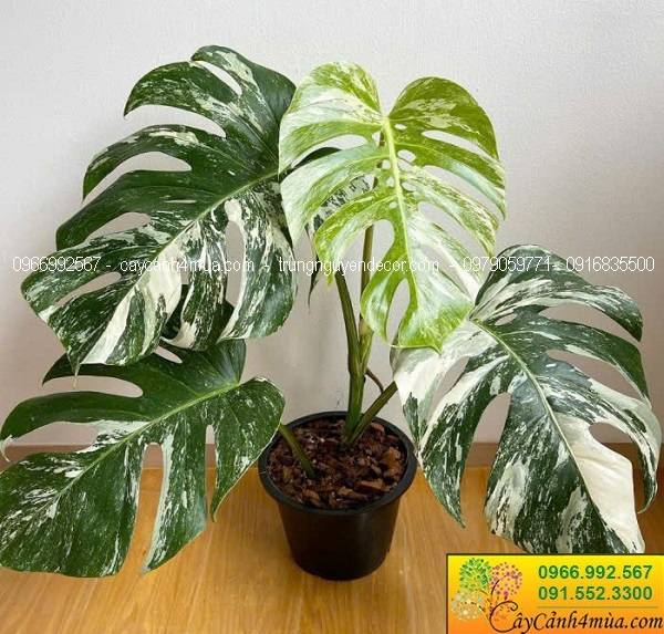 Cây trầu bà monstera var