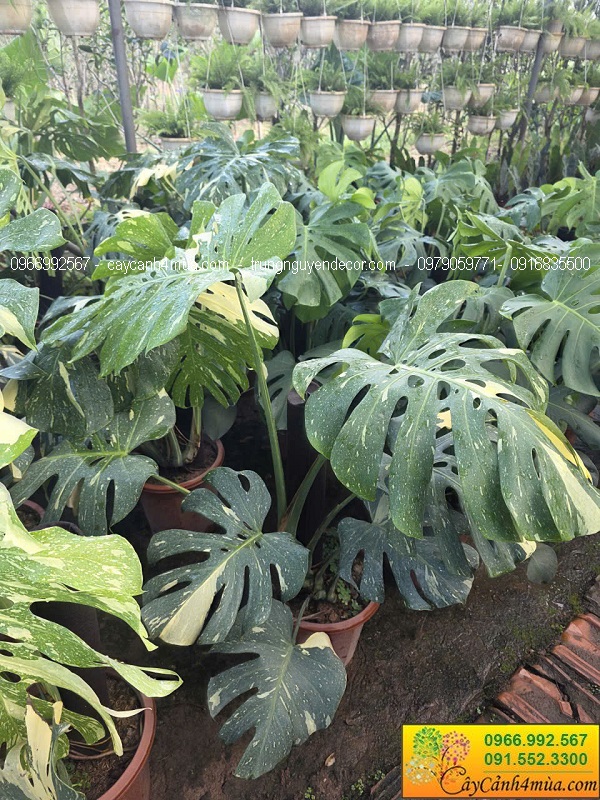 Cây trầu bà monstera var