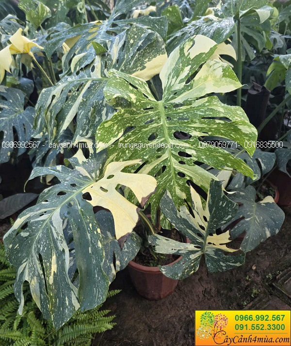 Cây trầu bà monstera var