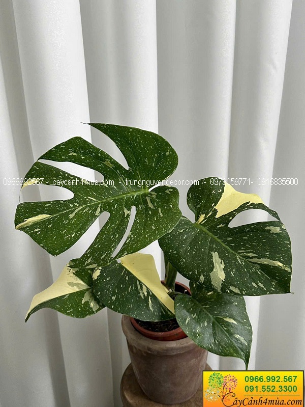 Cây trầu bà monstera var