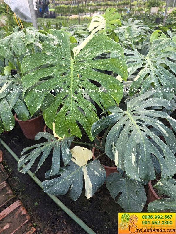 Cây trầu bà monstera var