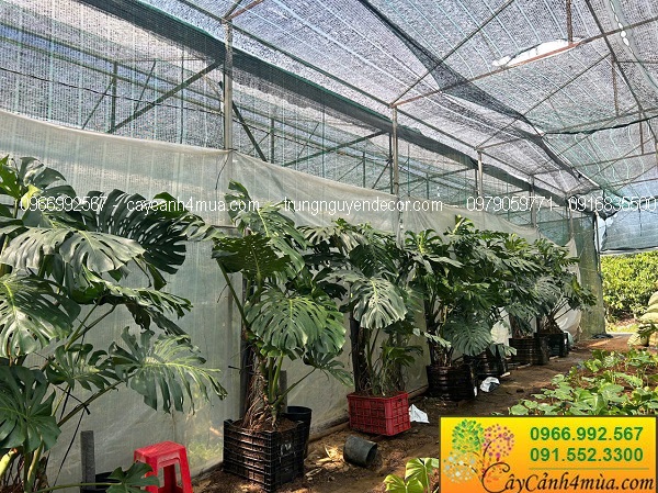 Cây trầu bà nam mỹ monstera kích thước lớn
