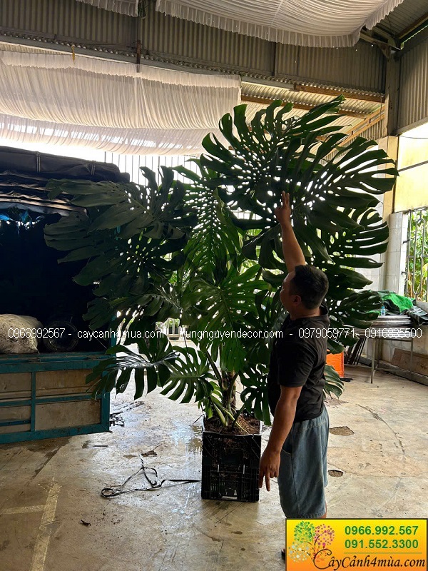 Cây trầu bà nam mỹ monstera kích thước lớn