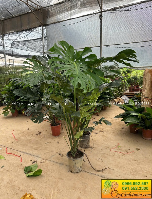 Cây trầu bà nam mỹ monstera kích thước lớn