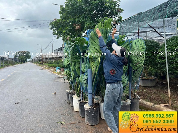 Cây trầu bà nam mỹ monstera kích thước lớn