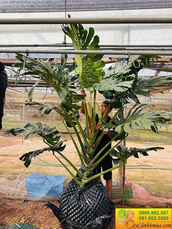 Cây trầu bà nam mỹ monstera kích thước lớn
