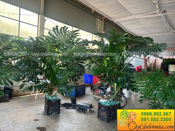 Cây trầu bà nam mỹ monstera kích thước lớn