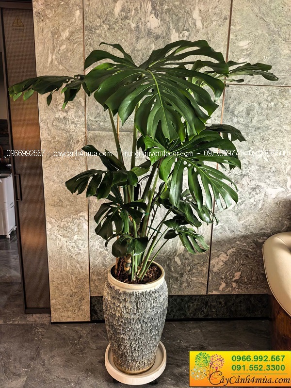 Cây trầu bà nam mỹ monstera kích thước lớn