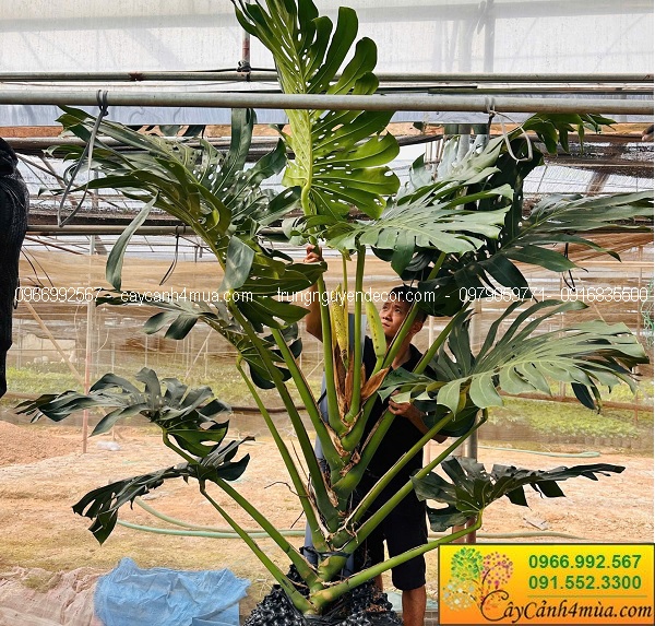 Cây trầu bà nam mỹ monstera kích thước lớn