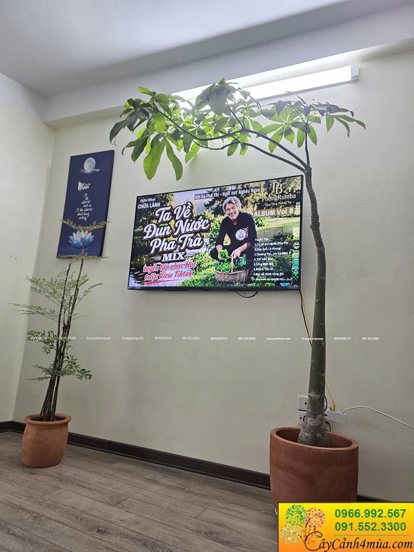 Chậu đất nung trồng cây tại Hà Nội giá rẻ