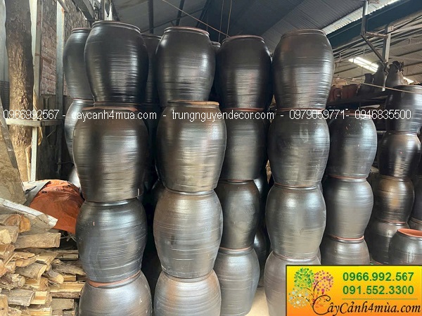 Chậu chum gốm đen trồng hoa sen