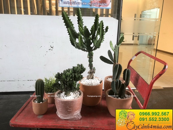 Chậu đất nung trồng cây tại Hà Nội giá rẻ